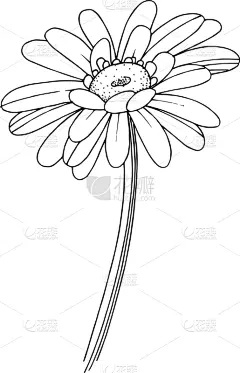 非洲雏菊,植物学,黑色,铅笔,壁纸,植物群,春天,乡村风格,花