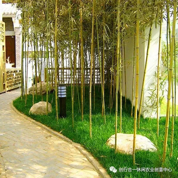景观设计：竹类在景观园林中的应用 : 竹子在各类景观效果图中都是不可缺少的部分。竹类是传统观赏植物之一，有的高耸挺拔，有的低矮似草，有的 ...