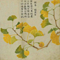 一组日本古人的工笔花卉植物图谱，像中国画又不像！