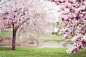 Pink Cherry Blossom Tree