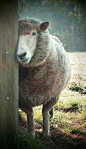 `looking sheepish......OH BOY, I'M AFRAID TO LOOK AT WHAT MISCHIEF THE LITTLE ONES HAVE BEEN INTO THIS TIME.....WHEW BOY........ccp