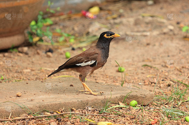 普通的Myna，印度的Myna, Mynah (Acridotheres Tristis)