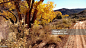 Autumn colors grasses Smithsonian Butte National Scienic Backway Rockville Utah - 免版稅2015年圖庫照片