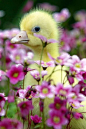 花，粉红色的花鸭和俄勒冈鸭
