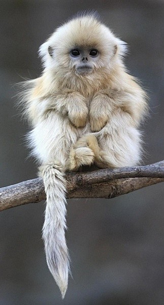 Snubnosed monkey, As...