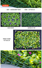 仿真植物墙人工草皮背景墙绿植墙立体假绿化草坪阳台装饰壁挂-tmall.com天猫