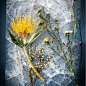 I Photograph Flowers In Ice