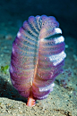 海洋生物的搜索结果_360图片