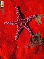 flowerling:

Red Starfish wallpaper by Infoway - Web Development Company
