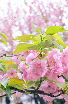 Summerの采集到花的语言