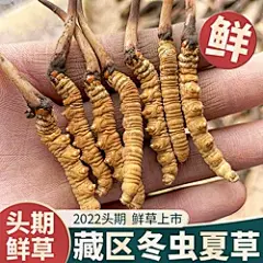 2022新鲜冬虫夏草官方旗舰店0.7克/根西藏头期干货正品鲜虫草30根