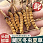 2022新鲜冬虫夏草官方旗舰店0.7克/根西藏头期干货正品鲜虫草30根