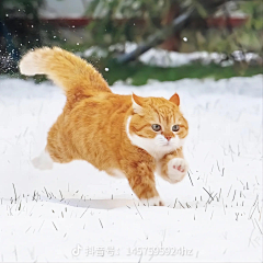 纷飞吧雨采集到萌宠