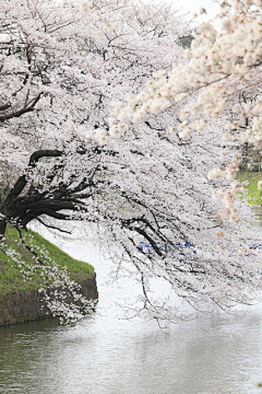 紫盆花采集到10-樱花