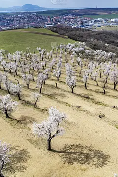 捷克共和国南摩拉维亚Hustopece杏树园
