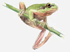 手绘在树枝上的青蛙高清素材 两栖类动物 体外受精 卡通青蛙 手绘青蛙 蛙科 蝌蚪 跳跳蛙 免抠png 设计图片 免费下载