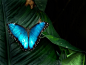 25张艳丽的蝴蝶摄影图片