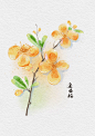 金缕梅