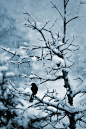 The Black Bird in Winter