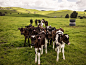 ■ 新西兰牧场。
此外，坎特伯雷平原作为新西兰奶源最丰富的地区之一，每年的产量高达800多万吨，Oceania Dairy另签约了附近73家牛奶供应地，为基地的生产供应提供强有力的支持。对牛奶供应地的检测也没有丝毫松懈，光检验项目就有一千多项，并且设定了极为严格的限量值。有农场主坦言，“比当地乳企的收奶标准还要严格”。