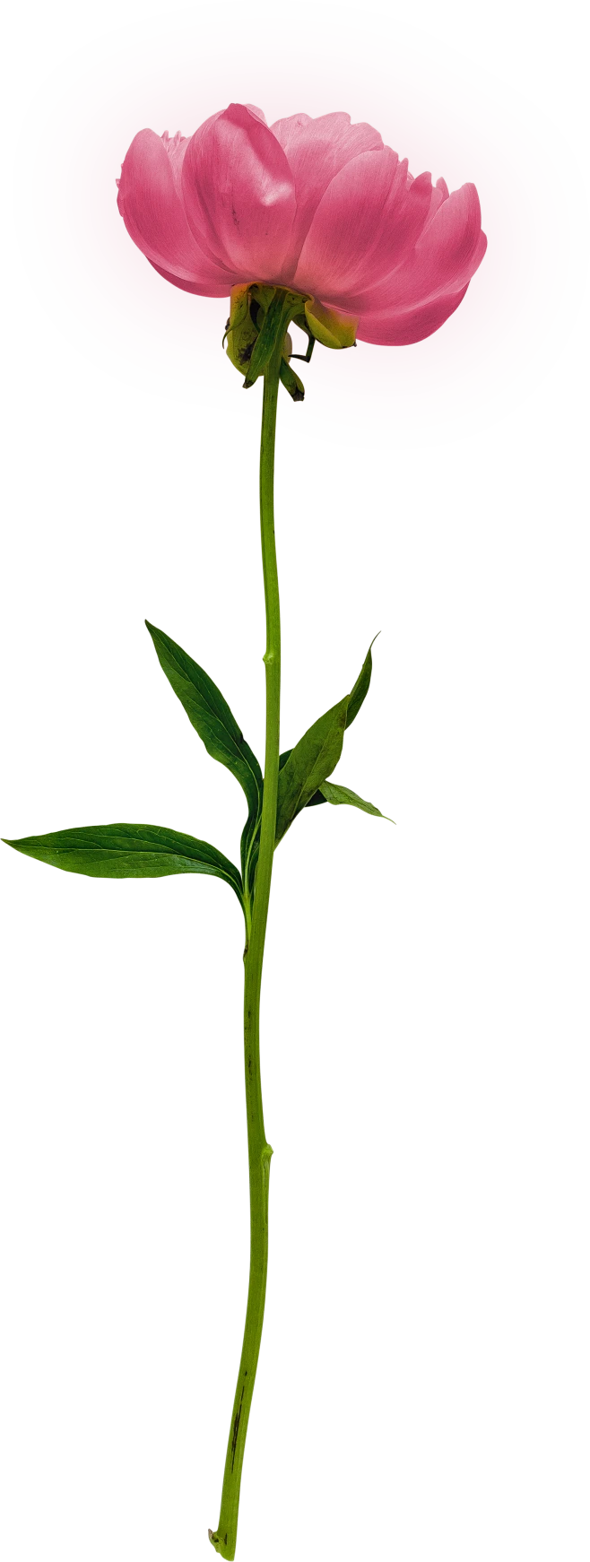 喜提地球：植物 水果