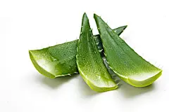 png素材 透明素材 png图片 绿色 水果 鲜花 植物 干净 栀子 花 树叶 绿叶 叶子 芦荟 健康 摄影 高清 素材 草丛 香菇 茶叶 菜 大自然图片 小素材 花木 植物 水果 厨房 蔬菜 肉类 素材 PNG免抠 花藤 树叶 叶子 花丛 @北坤人素材