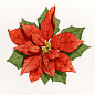 Poinsettia : Illustrations of poinsettias for Walmart.  Goauche on 110 illustration board.