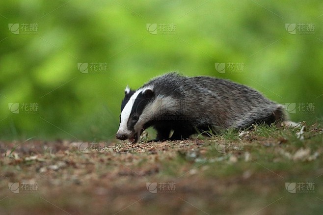 欧洲獾或欧亚獾