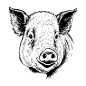 猪头插画矢量图设计素材