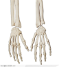 人体器官模型-手掌骨骼特写