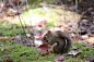 紅松鼠在進食 PARC NATIONAL MAURICIE