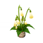 Dreambloom: Pearbell Seed : Dreambloom: Pearbell Seed is a Gardening seed that can be obtained during the event Dreams of Bloom. Harvesting the seed will yield one of three results. There are 3 items that can be crafted using Dreambloom: Pearbell Seed: