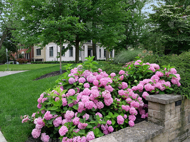 粉红色的绣球花在前面的花园