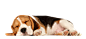 Dog And Cat 1000*449 transprent Png Free Download - Dog, Beagle, Harrier. - CleanPNG / KissPNG