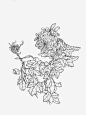 菊花工笔画素材png免抠素材_新图网 https://ixintu.com 工笔画 菊花 手绘 花卉 植物 线稿
