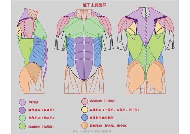 迈克尔汉普顿人体结构-胸背部肌肉