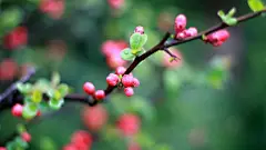 纯洁美丽的杏花桌面壁纸高清桌面壁纸1