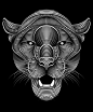 Panther : -