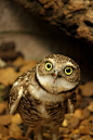 A Curious Owl