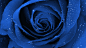 湿玫瑰蓝玫瑰蓝花 - 壁纸（#126844）/ Wallbase.cc