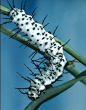 一只斑马蝴蝶毛虫在枝叶间爬行