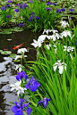 Japanese iris  日本鸢尾
