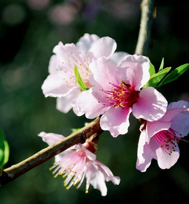 桃花