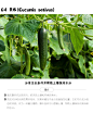 可以成为辣椒伴侣的伙伴们 - 小红书