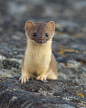 Photograph I'm a Weasel! by Doug Dance on 500px