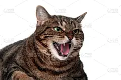 发嘶嘶声,斑纹猫,动物牙齿,生气,水平画幅,无人,猫科动物,白色背景,一只动物,哺乳纲