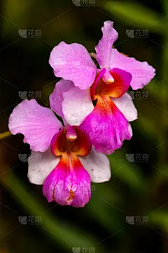 兰花,紫色,那那怒伊拉岛,热带气候,枝繁叶茂,玻利尼西亚,植物,户外,白色,自然