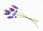 健康保健,影棚拍摄,室内,白色,花_89369499_Stems of lavender flowers_创意图片_Getty Images China