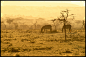 全部尺寸 | Sunrise over the African savannah | Flickr - 相片分享！
