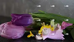 花 自然 植物 免费壁纸 花瓣 花的 郁金香 叶子 美丽的壁纸